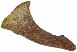 Fossil Sawfish (Onchopristis) Rostral Barb - Morocco #230987-1